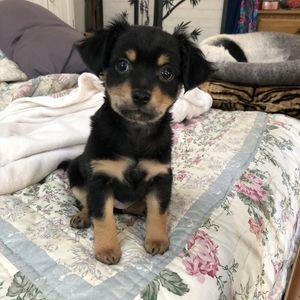 Meet your Posher, Diane